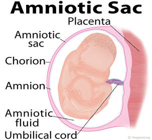 What is the umbilical cord?