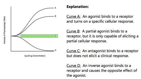 Agonists Partial Agonists Antagonists Inverse Agonists (graph)