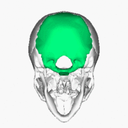 OCCIPITAL