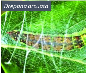 what was the example of ritualization in masked birchcaterpillars