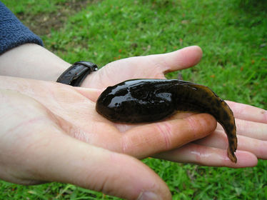 Larva de la rana, que se diferencia del animal adulto principalmente por tener cola, carecer de patas y respirar por branquias.