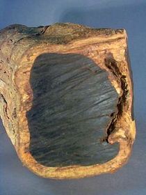 Árbol de la familia de las ebenáceas, de diez a doce metros de altura, de copa ancha, tronco grueso, madera maciza, pesada, lisa, muy neg...