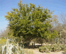 Árbol de la familia de las ebenáceas, de diez a doce metros de altura, de copa ancha, tronco grueso, madera maciza, pesada, lisa, muy neg...