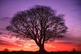 Árbol de la familia de las ebenáceas, de diez a doce metros de altura, de copa ancha, tronco grueso, madera maciza, pesada, lisa, muy neg...