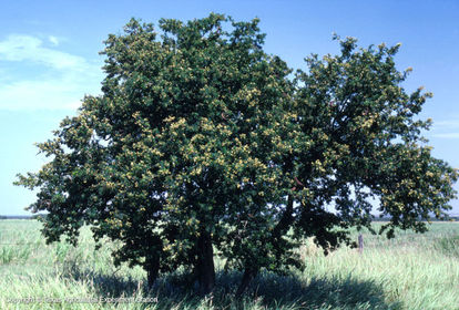 Árbol de la familia de las ebenáceas