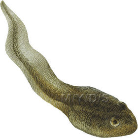 Larva de la rana, que se diferencia del animal adulto principalmente por tener cola, carecer de patas y respirar por branquias.