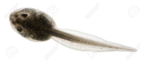 Larva de la rana, que se diferencia del animal adulto principalmente por tener cola, carecer de patas y respirar por branquias.