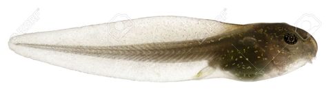 Larva de la rana, que se diferencia del animal adulto principalmente por tener cola, carecer de patas y respirar por branquias.