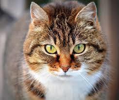 Animals: 2. Cat