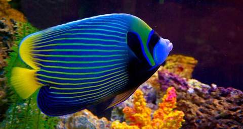 Animals: 3. Fish
