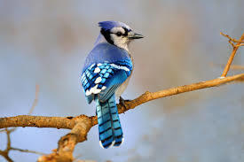 Animals: 4. Bird