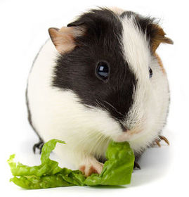 Animals: 5. Guinea pig