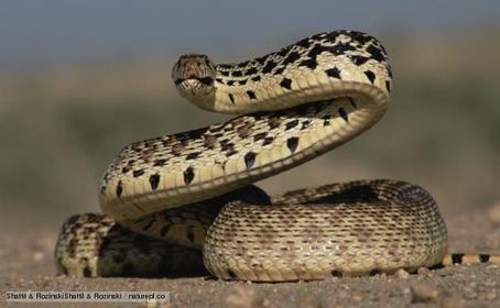 Animals: 6. Snake
