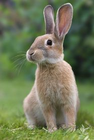 Animals: 7. Rabbit