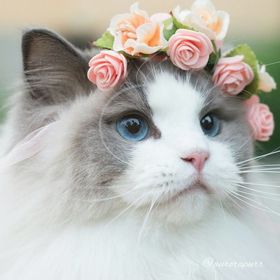 GATO