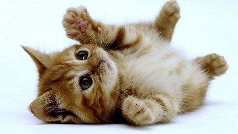 GATO