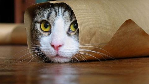 GATO