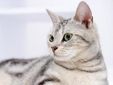 Gato