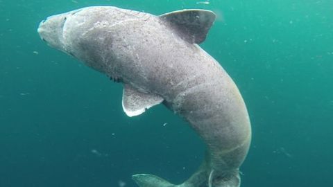 Tiburón macho