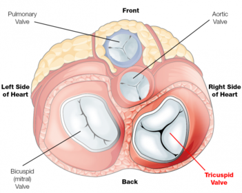 Tricuspid Valve