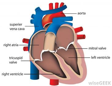 Bicuspid (Mitral) Valve