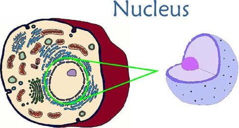 What does the Nucleus do?