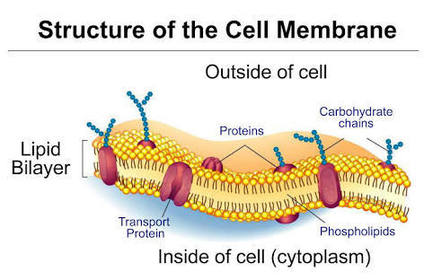What is Cell Membrane?