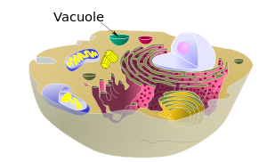What does Vacuole do in animal cells?