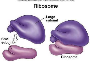Define Ribosomes