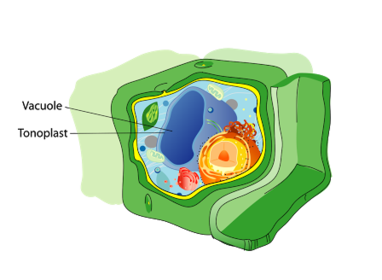 Is the Vacuole in a plant cell or animal cell larger?