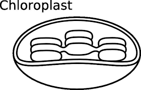 Define Chloroplasts