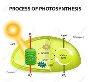 What process do plants use to make food?