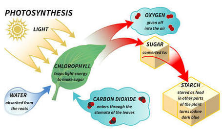 Define Photosynthesis
