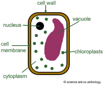 Describe the Vacuole of a plant cell