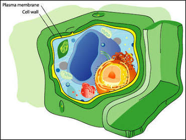 What lies outside the cell membrane and keeps the plant upright?