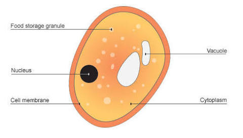 Define Fungi