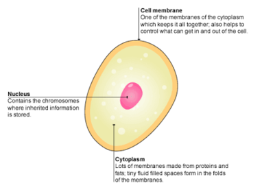 What type of cell has the same organelles as an animal cell but with a cell wall?