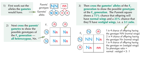 Patterns of Inheritance