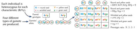 The parents are heterozygous and both have a round and yellow seed. What is the genotype of the offspring an calculate the ratio?
