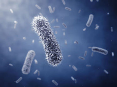 Define Bacteria