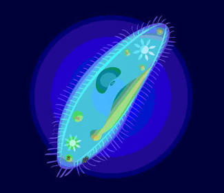 What is the name of the group that Unicellualr organisms belong to?