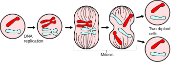 What is Mitosis?
