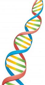 Deoxyribonucleic acid