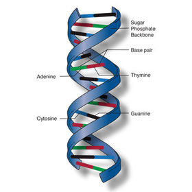What is a double helix?
