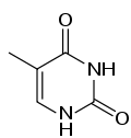thymine (T)