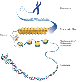 What is gene?