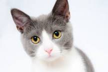 Animals: 2. Cat
