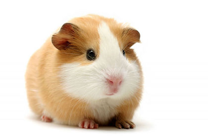 Animals: 3. Guinea Pig