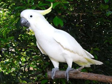 Animals: 4. Bird