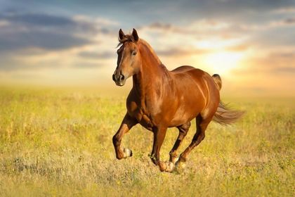 Animals: 5. Horse